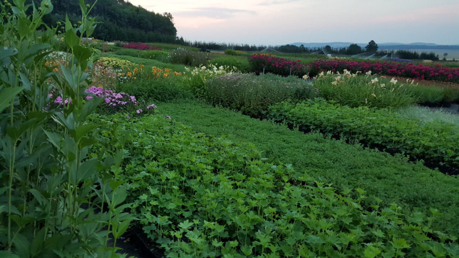 BYLINY-ŚWIERK مشتل نباتات معمرة أعشاب سرخس بولندا 01