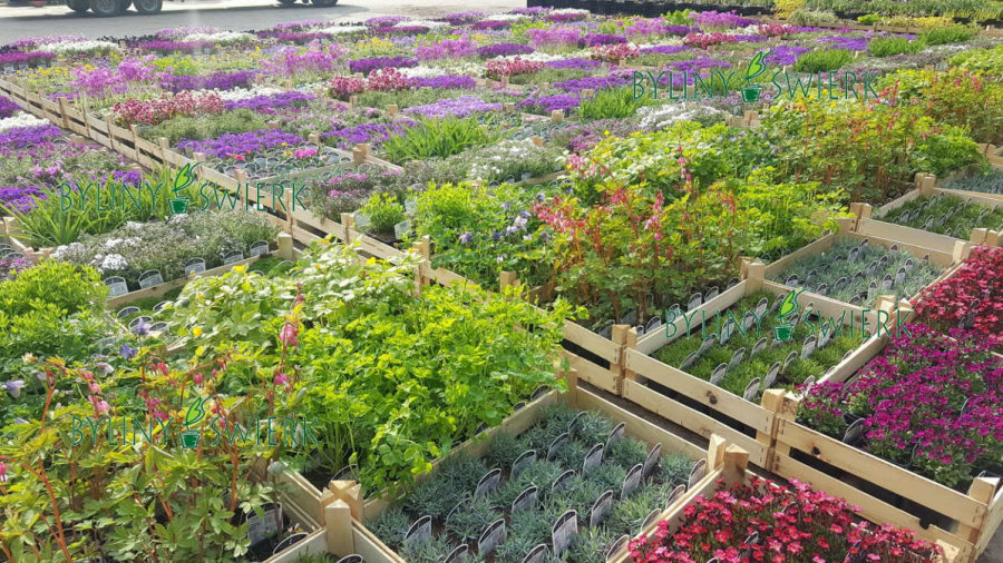 BYLINY-ŚWIERK مشتل نباتات معمرة أعشاب سرخس بولندا 04