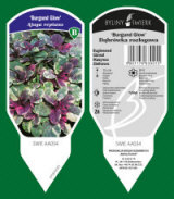 BYLINY-ŚWIERK مشتل نباتات معمرة أعشاب سرخس بولندا 07