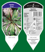 BYLINY-ŚWIERK مشتل نباتات معمرة أعشاب سرخس بولندا 09