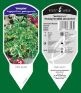 BYLINY-ŚWIERK مشتل نباتات معمرة أعشاب سرخس بولندا 11