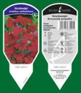 BYLINY-ŚWIERK مشتل نباتات معمرة أعشاب سرخس بولندا 13