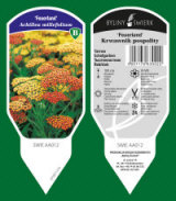 BYLINY-ŚWIERK مشتل نباتات معمرة أعشاب سرخس بولندا 14