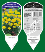 BYLINY-ŚWIERK مشتل نباتات معمرة أعشاب سرخس بولندا 15