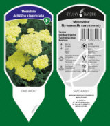 BYLINY-ŚWIERK مشتل نباتات معمرة أعشاب سرخس بولندا 16