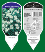 BYLINY-ŚWIERK مشتل نباتات معمرة أعشاب سرخس بولندا 17