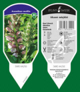 BYLINY-ŚWIERK مشتل نباتات معمرة أعشاب سرخس بولندا 18