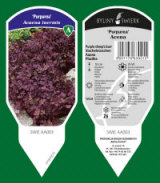 BYLINY-ŚWIERK مشتل نباتات معمرة أعشاب سرخس بولندا 20